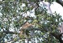 Monkey, Kenya